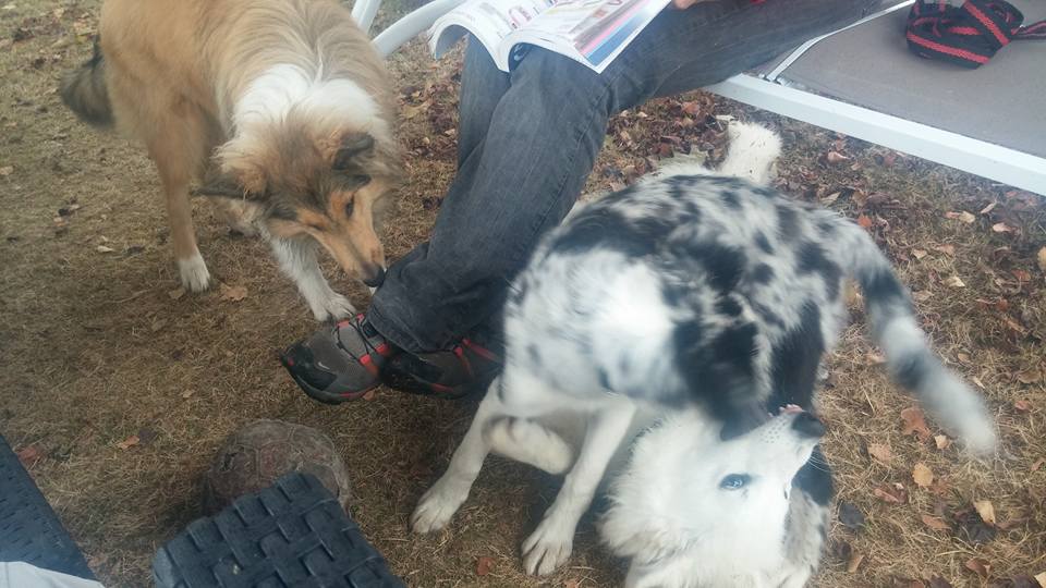 Marcotte et Maya