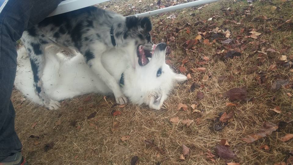 Marcotte et Maya
