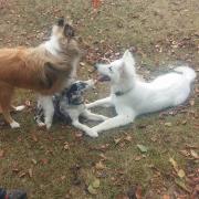 faire de nouvelles rencontres et du coup parler entre chien ....