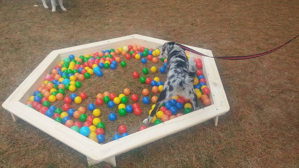 la piscine à balle ...une tuerie les chiens adorent