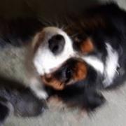Iona