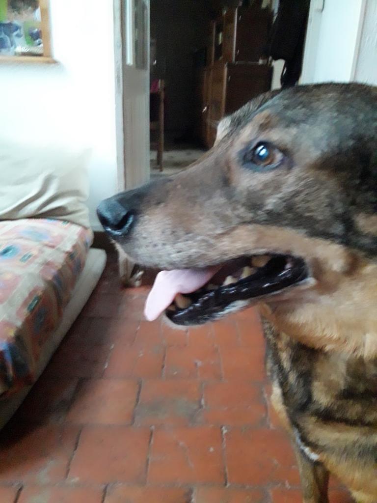 ANGUS