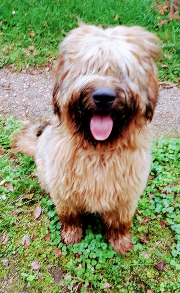 TEDDY