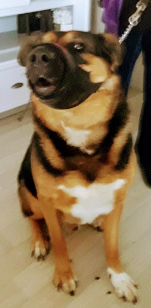 GANGSTA