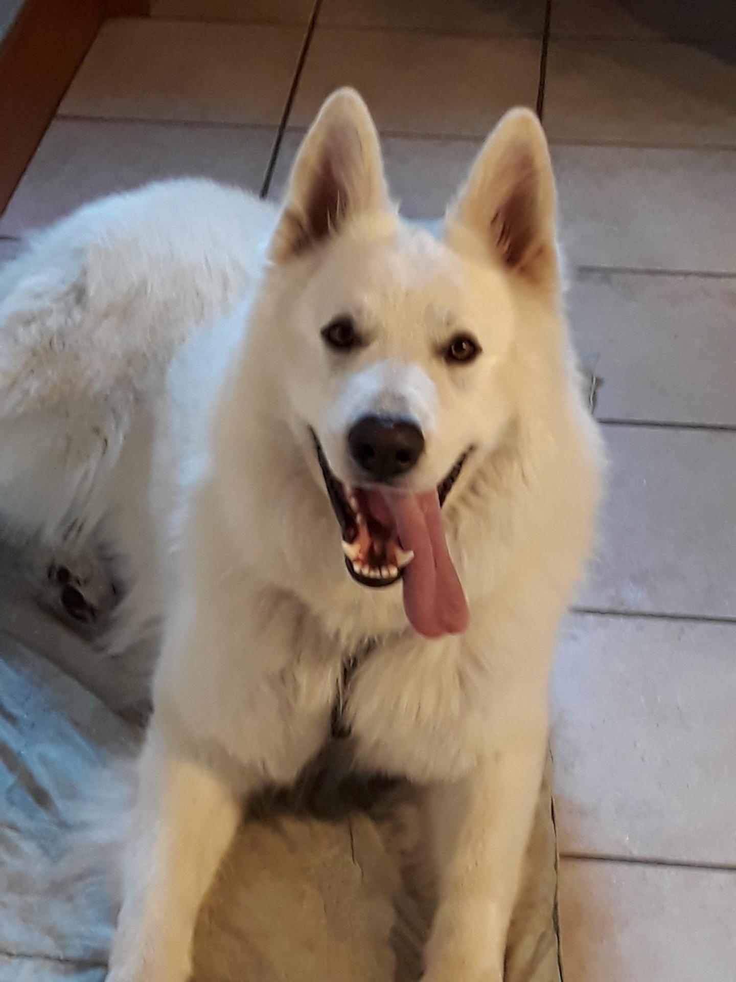 LEONIDAS
