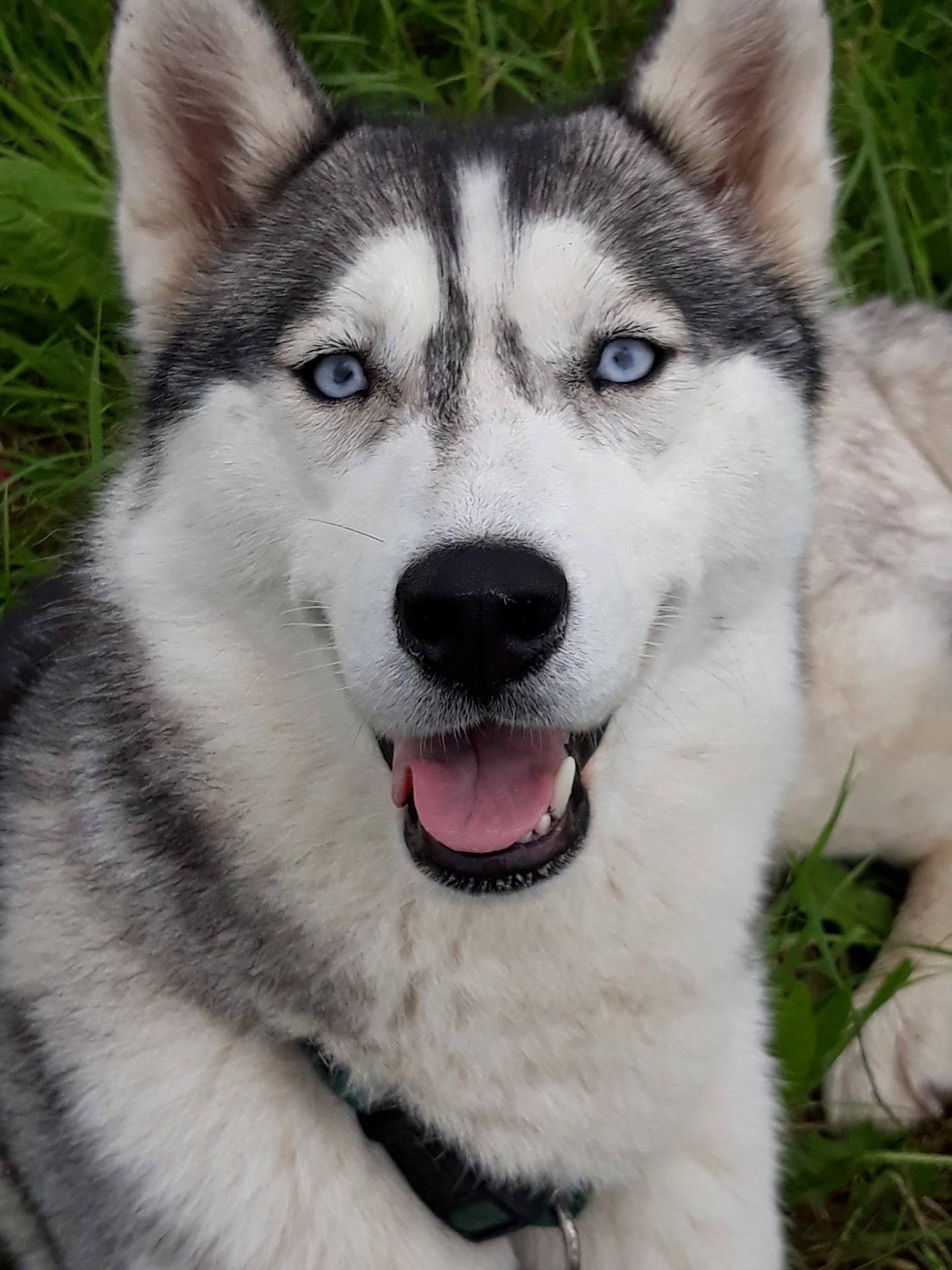 NAIKA