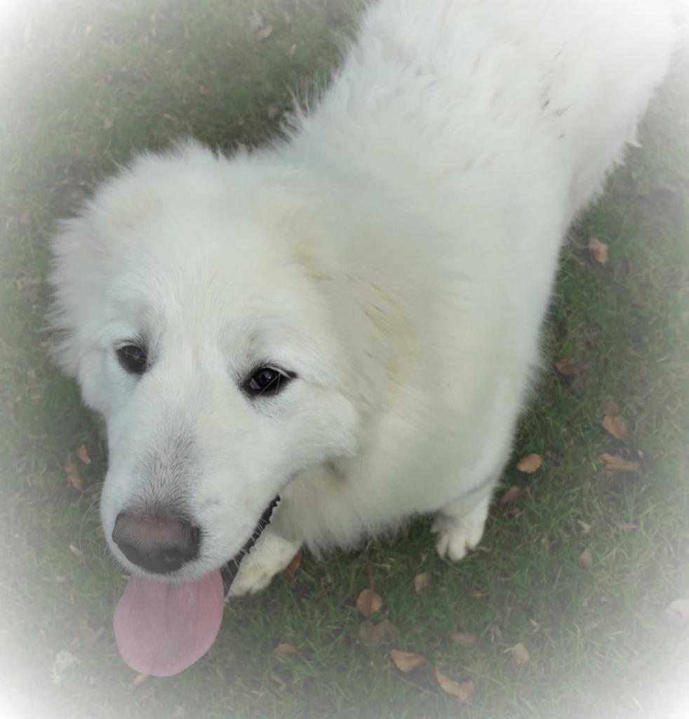 Maya