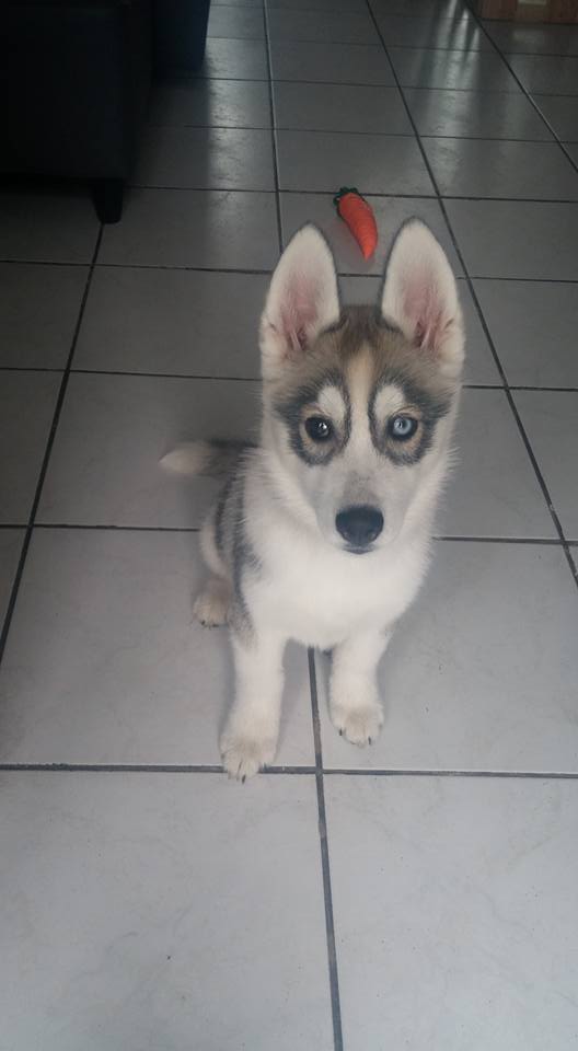 Maya