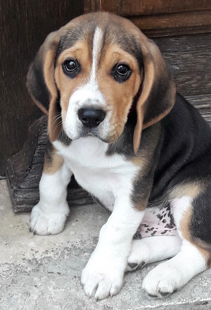 Négus