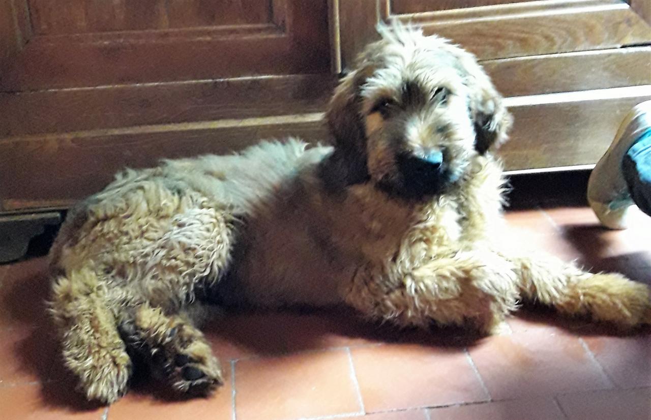 Teddy