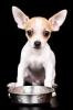 21051403 doux chiot chihuahua