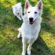 adoption chiots Berger Blanc Suisse