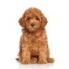 Caniche 1