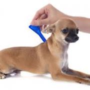Chien anti puce