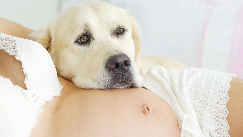 Chien femmeenceinte