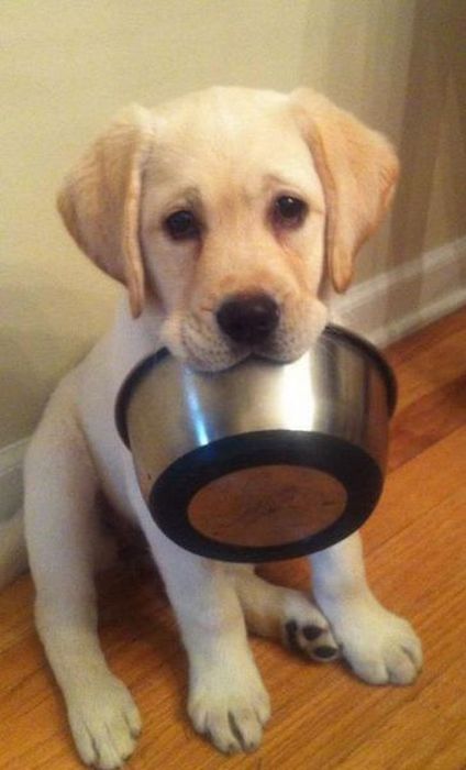 Chien qui reclame manger avec gamelle