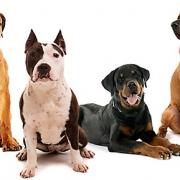 Chiens dits dangereux assurance responsabilite civile