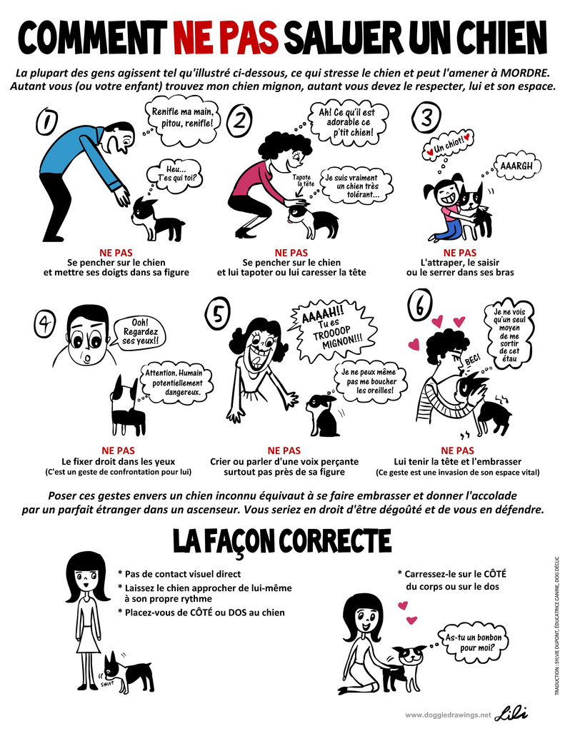 Comment ne pas saluer un chien