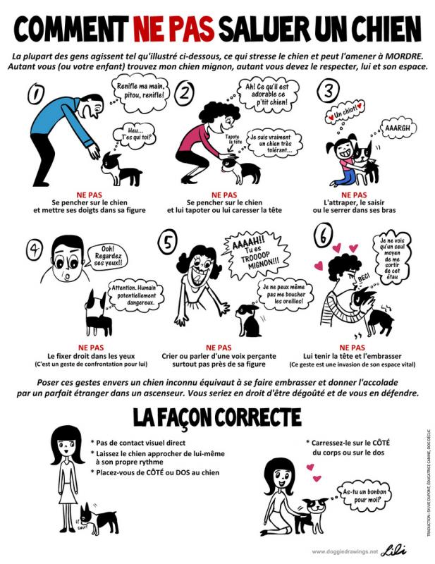 Comment ne pas saluer un chien