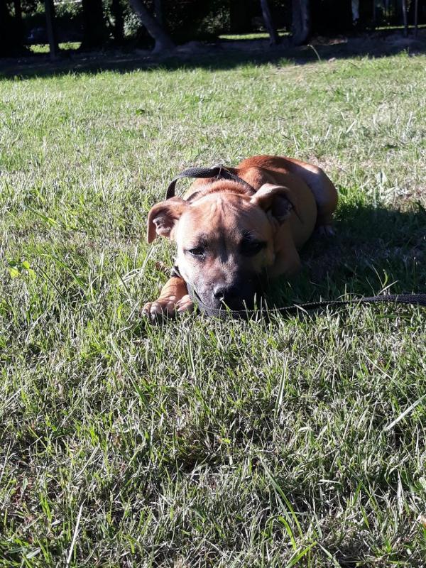 Eveil chien de cat