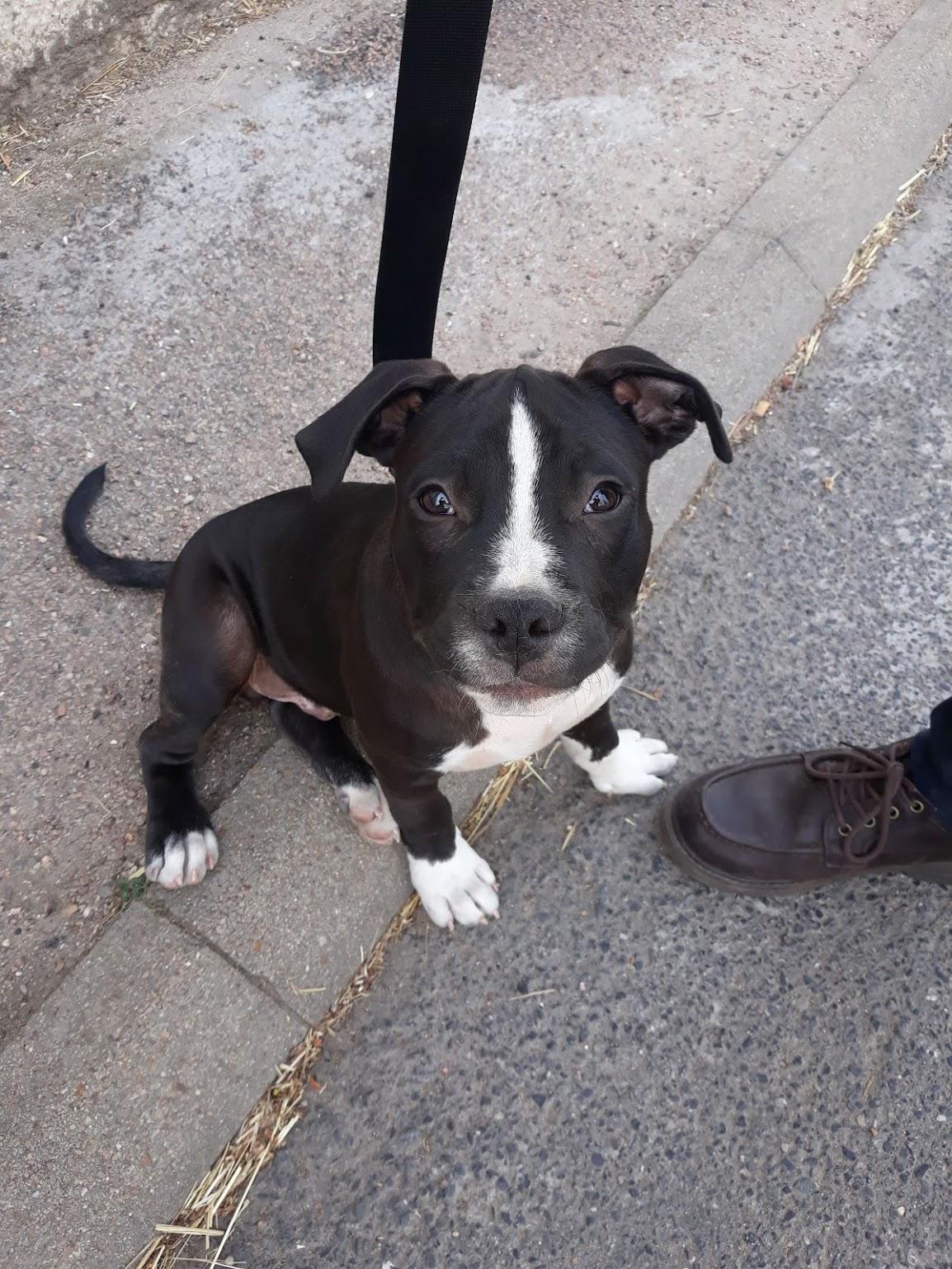 Eveil chien de cat