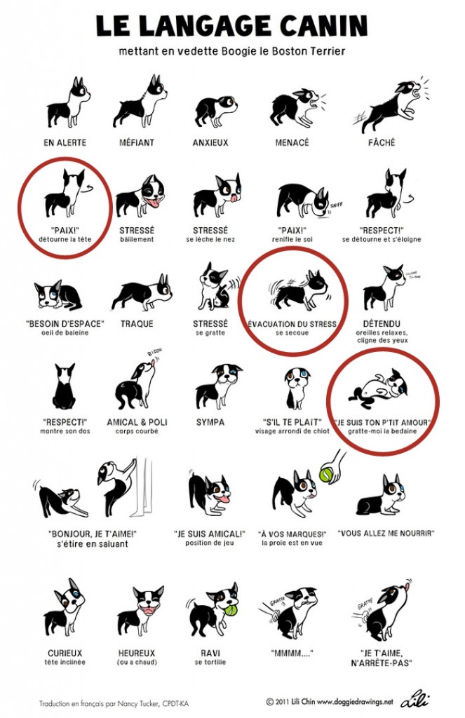 Langage du chien 663x1024