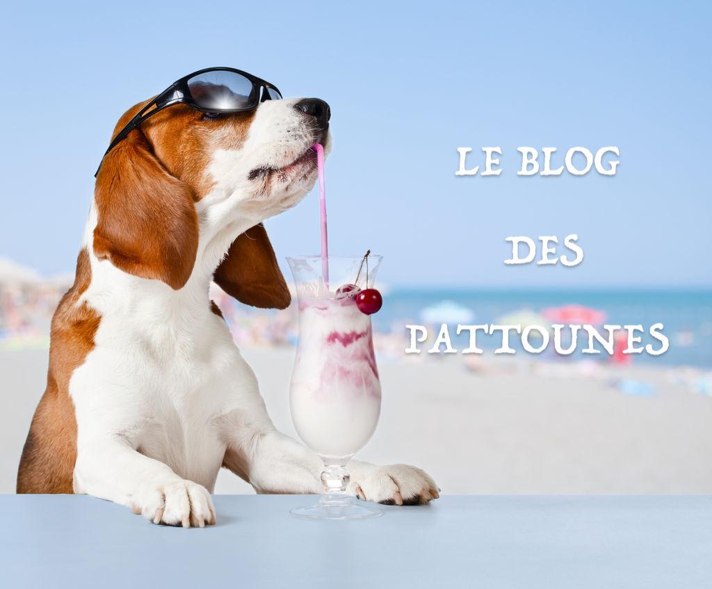 Le blog pattounes