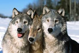 Le loup
