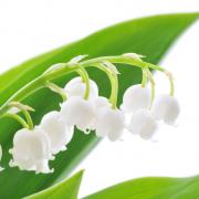 Muguet