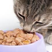 Nourriture pour chat