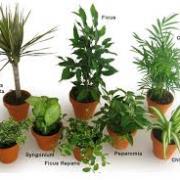 Plante