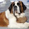 Saintbernard