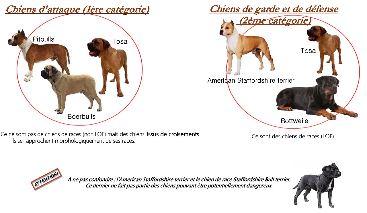 Tableau chien de categories